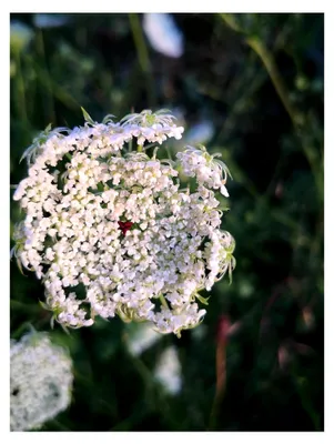Produktbild von 500 Samen Wilde Möhre Daucus Bienen Blumenwiese