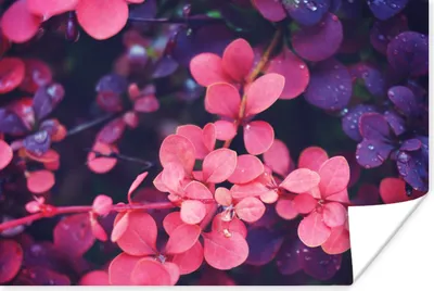 Produktbild von MuchoWow® Poster Blumen - Lila - Natur 180x120 cm - Fotoplakat