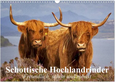 Produktbild von Schottische Hochlandrinder. Freundlich, schön und robust (Wandkalender 2025 DIN A3 quer), CALVENDO Monatskalender