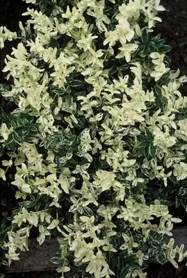 Obrázek produktu pro Euonymus fortunei 'Harlequin' – pestrolistá půdopokryvná rostlina, 48 kusů, vždyzelená