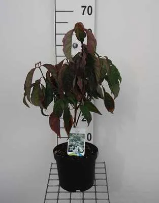 Obrázok produktu pre Cornus florida - Kvitnúci drieň 50- 60 cm kontajner