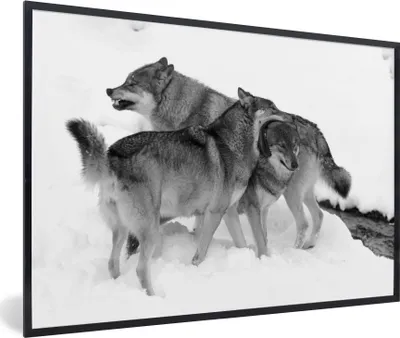 Produktbild von MuchoWow® MuchoWow® Gerahmtes Poster Europäische Wölfe - schwarz und weiß 60x40 cm - Poster mit zchwarzem Bilderrahmen - Printing - Wanddeko Schlafzimmer