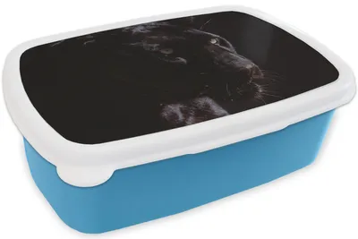 Produktbild von KitchenYeah® Lunchbox Brotzeit Brotdose 17x11 cm Panther - Tier - Schwarz Kinder Brotzeitdose - Lunch - Kunststoff  - Brotbüchse - Sandwichbox - Lunchbox für Kinder