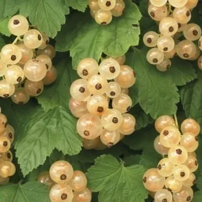 Obrázok produktu pre Ribes rubr. 'Witte Parel' - Biela egreša 'Witte Parel' | 25 cm v kvetináči