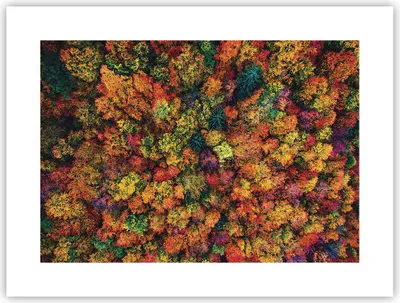 Produktbild von Poster - Poster ohne Rahmen - Herbst Perspektive Vogel - 40x30 cm - Wand Bild - Wanddeko - Wandbilder - Kunstposter - Wandposter - Bilder - Kunstdruck - Wanddekoration - Wandbild - P2XAA40x30-4478