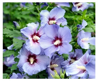 Produktbild von Hibiskus, Garteneibisch `Marina´, 40-60 cm im Topf