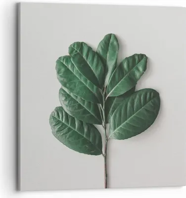 Produktbild von Bild auf Leinwand - Leinwandbild - Einteilig - Blätter Pflanzen Botanik - 70x70cm - Wand Bild - Wanddeko - Wandbilder - Leinwanddruck - Bilder - Wanddekoration - Leinwand bilder - AC70x70-4956