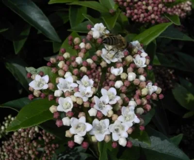Produktbild von Viburnum tinus Eve Price - Lorbeerschneeball - Lorbeerblättriger Schneeball -