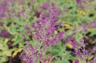 Zdjęcie produktu dla 6 x Salvia nem. 'Schwellenburg' - Mech gwiaździsty - doniczka 9 x 9 cm