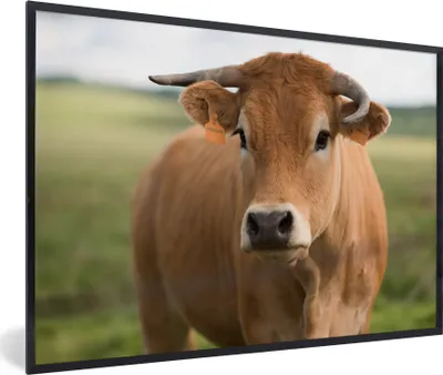 Produktbild von MuchoWow® MuchoWow® Gerahmtes Poster Kuh - Horn - Porträt 90x60 cm - Poster mit zchwarzem Bilderrahmen - Fotorahmen - Foto-Plakat
