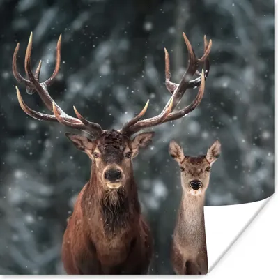 Produktbild von MuchoWow® Poster Hirsche - Tiere - Winter - Geweih - Schnee - Natur 50x50 cm - Wohnzimmerdekoration