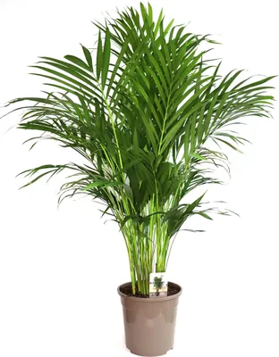 Produktbild von BALDUR Garten 1x Areca Palme ca. 120-130 cm hoch, Pflanze im 24 cm-Topf, pflegeleichte Zimmerpflanze, Zimmerpalme, Dypsis lutescens, Goldfruchtpalme, tropisches Flair
