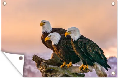 Produktbild von MuchoWow® 60x40 cm Outdoor-Poster Gartendeko Sichtschutz Garten Poster für den Garten  Vögel - Natur - Raubvögel - Adler