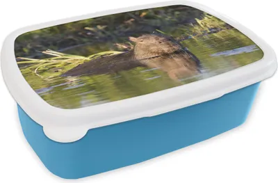 Produktbild von KitchenYeah® Lunchbox Brotzeit Brotdose 17x11 cm Capybara im Wasser Kinder Brotzeitdose - Lunch - Kunststoff  - Brotbüchse - Sandwichbox - Lunchbox für Kinder