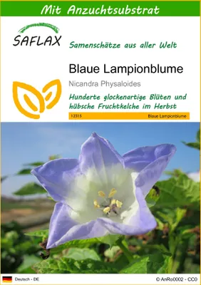 Produktbild von SAFLAX - Blaue Lampionblume - Nicandra Physaloides - 100 Samen - Mit keimfreiem Anzuchtsubstrat
