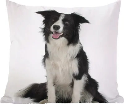 Produktbild von MuchoWow® Zierkissen Sofakissen Wohnzimmer Dekokissen 45x45 cm Porträt eines wohlerzogenen Border Collie im Sitzen - Schlafpolster - Polster für das Sofa