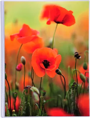 Produktbild von Exacompta 12x Einsteckalbum 64 Fotos 10x15cm 175x23 cm Sortierte Motive 65003E