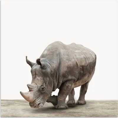 Produktbild von MuchoWow® Poster Nashorn - Jungen - Wildtiere - Kinder - Mädchen - Tiere 75x75 cm - Wand Dekoration