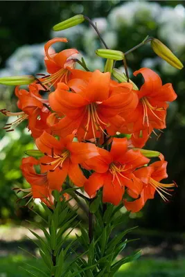 Produktbild von 10x Frische Blumenzwiebeln Asiatische Lilie " Pearl Justien " orange *Rarität*