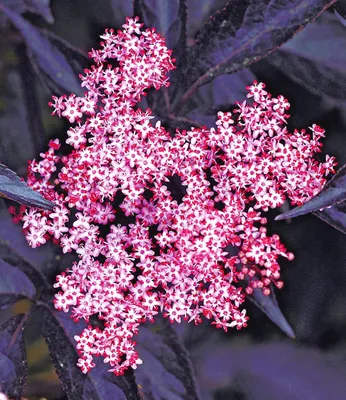 Produktbild von BALDUR Garten 1x Holunder Sambucus nigra 'Thundercloud' winterhart, Pflanze im 17 cm-Topf, schmetterlingsfreundlich, Holunderbeere, Fliederbeere, trockenresistent, mehrjährig, blühend