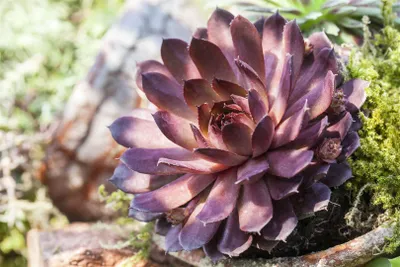 Produktbild von Sempervivum marmoreum 'Rubin', Hauswurz, ca. 9x9 cm Topf, rot-grün