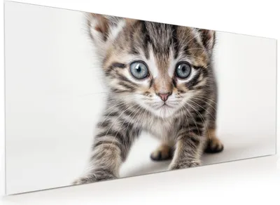Produktbild von Küchenrückwand Spritzschutz Glas mit Motiv Katzenjunges 40 x 40 cm