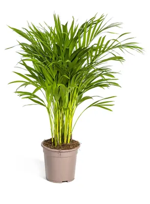 Produktbild von Goldfruchtpalme - Dypsis lutescens - Areca - Solitärpflanze - ca. 80-100cm hoch - 19cm Topf