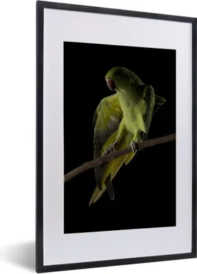 Produktbild von MuchoWow® Gerahmtes Poster Papagei - Vogel - Zweig 40x60 cm - Poster mit Schwarzem Bilderrahmen Wandposter Rahmen Foto Bilder - Poster in Rahmen