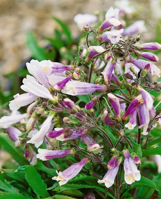 Produktbild von Penstemon hirsutus 'Pygmaeus', Bartfaden, ca. 9x9 cm Topf