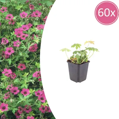 Obrázok produktu pre Geranium macrorrhizum „Bevans Variety“ – balkánska pelargónia – 9 cm kvetináč – 10–25 cm – sada 60 rastlín