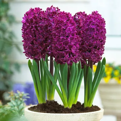 Image de Bulbes de jacinthes, résistants au froid, vivaces - Woodstock - 15 bulbes - Bulbes parfumés - 3 variétés/couleurs - Plantes provenant des Pays-Bas - Pour jardin, pot, vase (gros bulbes, sans graines)
