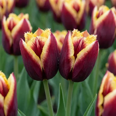 Productafbeelding van Tulipa My Favourite Topping - 120 Bollen - Voorjaarsbloeier Bolmaat 11/12