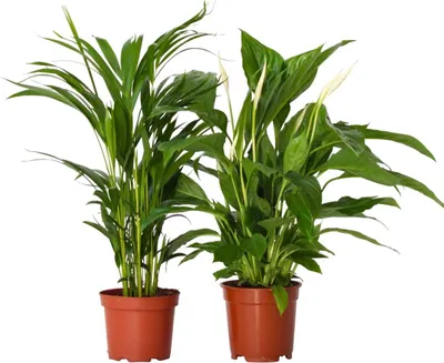 Zdjęcie produktu dla Zielony duet - 2 szt - Spathiphyllum, Dypsis lutescens - W60-75cm - ⌀17cm