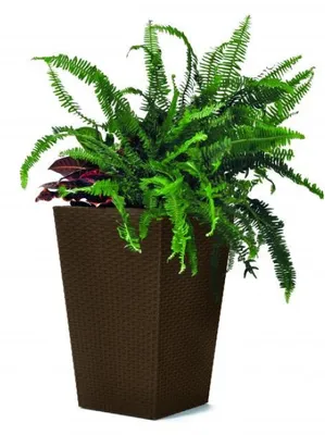Produktbild von KETER Rattan-Pflanzgefäß S, Blumentopf, 29 x 29 x 44 cm, Braun, 228977