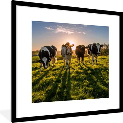 Produktbild von MuchoWow® Gerahmtes Poster Kühe - Sonne - Gras - Tiere - Bauernhof 40x40 cm - Poster mit Schwarzem Bilderrahmen Wandposter Rahmen Foto Bilder - Poster - Plakat im Rahmen