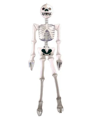Produktbild von Aufblasbares Skelett 183 cm - Knochengerüst Knochenmann Halloween