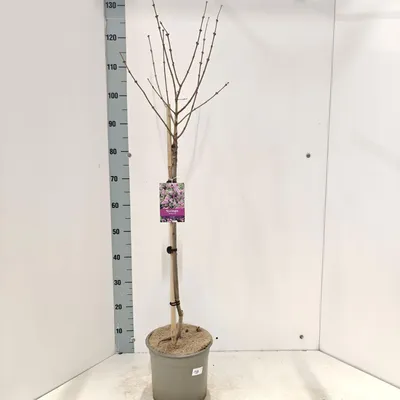 Produktbild von Syringa mey. 'Palibin' - Edelflieder | 60 cm im Topf