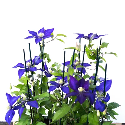 A close-up shot of a clematis plant with multiple purple flowers and green leaves, supported by stakes.