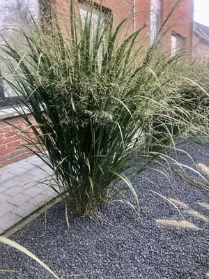 Produktbild von 6 x Panicum virgatum 'Northwind' - Fingerhut im 9x9cm Topf