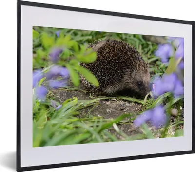 Produktbild von MuchoWow® MuchoWow® Gerahmtes Poster Igel hinter Blumen 40x30 cm - Poster mit zchwarzem Bilderrahmen - Bilderrahmen - Poster im Rahmen