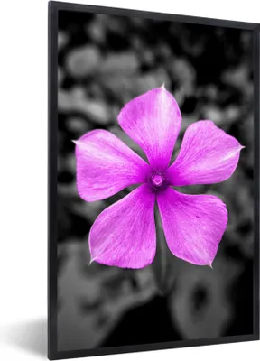 Produktbild von MuchoWow® MuchoWow® Gerahmtes Poster Blumen - Schwarz - Weiß - Lila 40x60 cm - Poster mit zchwarzem Bilderrahmen - Papierdruck - Wandbilder