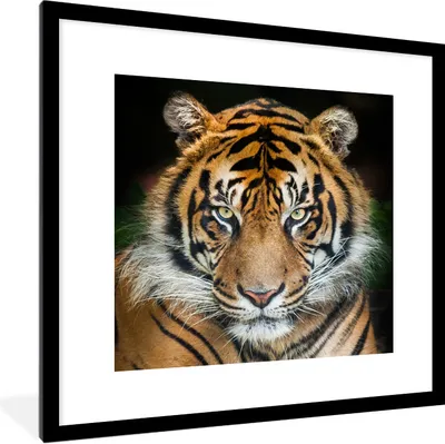 Produktbild von MuchoWow® Gerahmtes Poster Tiger - Schwarz 40x40 cm - Poster mit Schwarzem Bilderrahmen Wandposter Rahmen Foto Bilder - Poster - Plakat im Rahmen