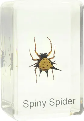 Produktbild von Omegon Dauerpräparat Spiny Spider