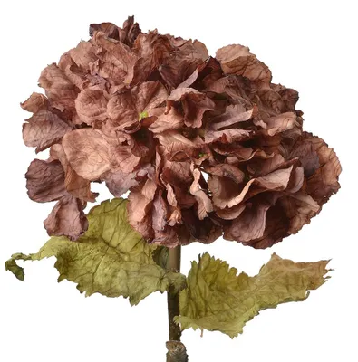 Image de Clayre & Eef Fleur artificielle Hortensia 55 cm Violet Plastique