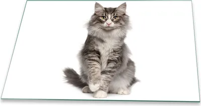 Produktbild von Herdabdeckplatte Glaskeramik 1 Teilig 80x52 Katze Grau Abdeckung Glas Spritzschutz
