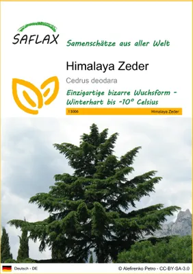 Produktbild von SAFLAX - Himalaya Zeder - Cedrus deodara - 35 Samen