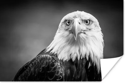 Produktbild von MuchoWow® Poster Adler - Raubvogel - Schwarz - Weiß - Tiere 90x60 cm - Schlafzimmer