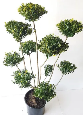 Produktbild von Ilex crenata Glorie Gem - Gartenbonsai 110-120 cm | Ilex crenata Glorie Gem | elegantes Formgehölz | Winterhart | Buchsbaum Alternative