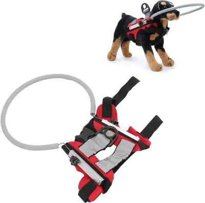 Image de Promenades en toute sécurité pour votre chien : protection contre les gyrophares