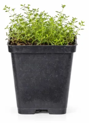 Produktbild von Thymus praecox „Coccineus“ – Frühlingsthymian – 9 cm Topf – 10–25 cm – Set mit 60 Pflanzen